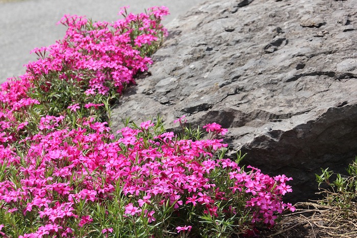 Rock Garden with Flowers