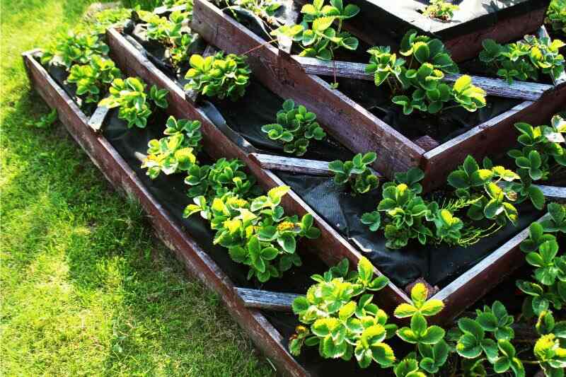 strawberries grown up in a garden bed