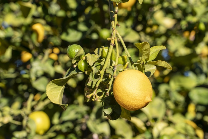 Lemon Tree