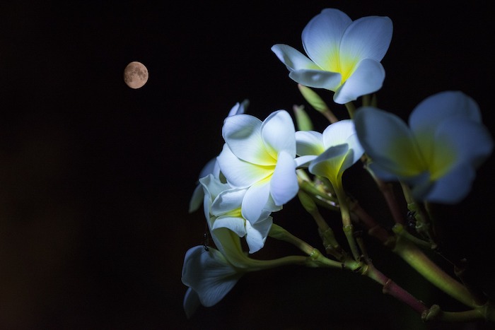 Moon and flowers