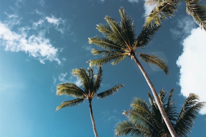 Palm Trees and Clouds