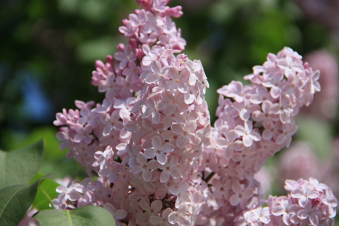 Pink lilac