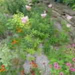 What is a Rain Garden?