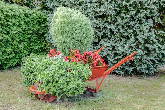 Red Wheelbarrow With Flowers