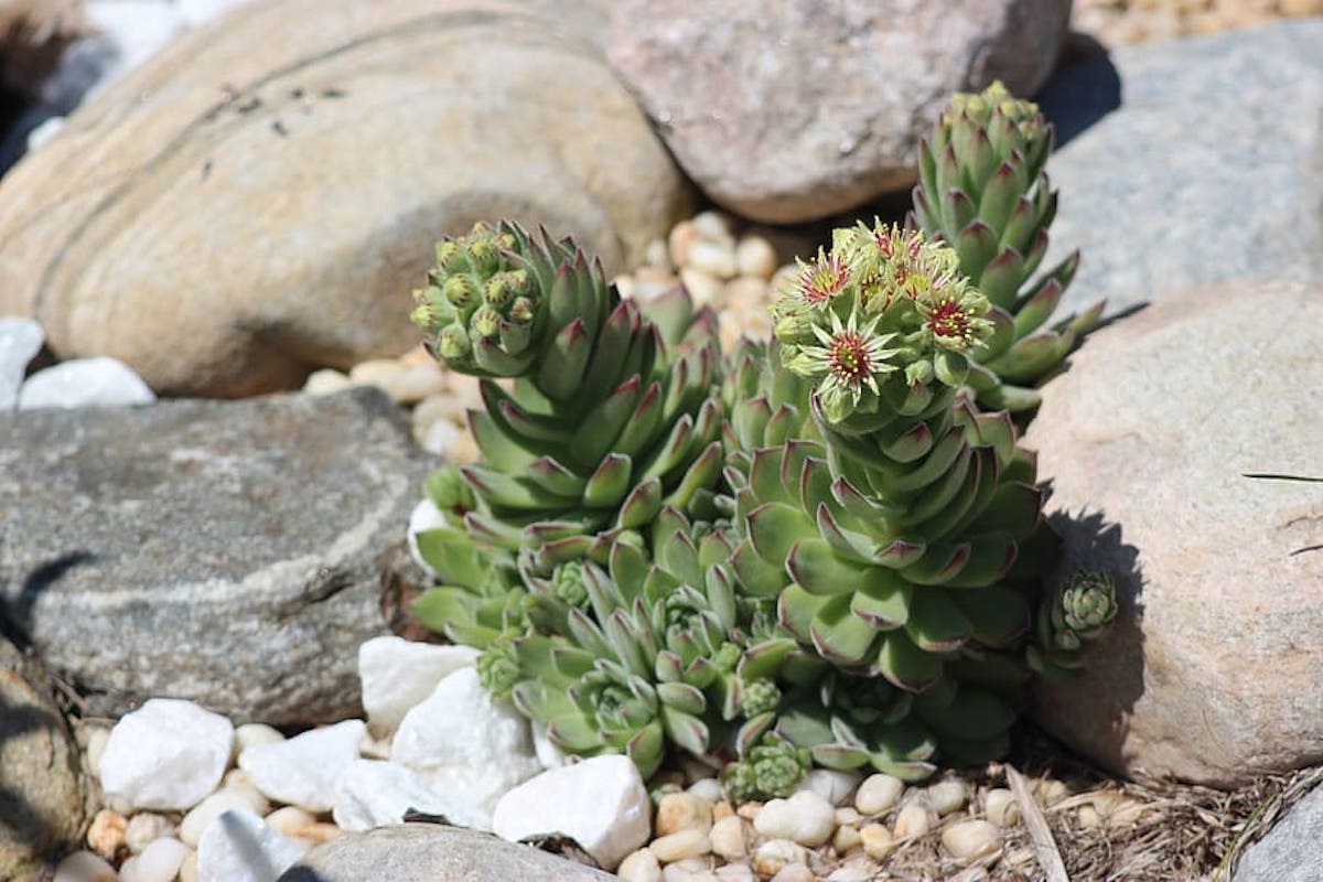 15 Rock Garden Ideas To Create A Sense Of Calm Lawnstarter