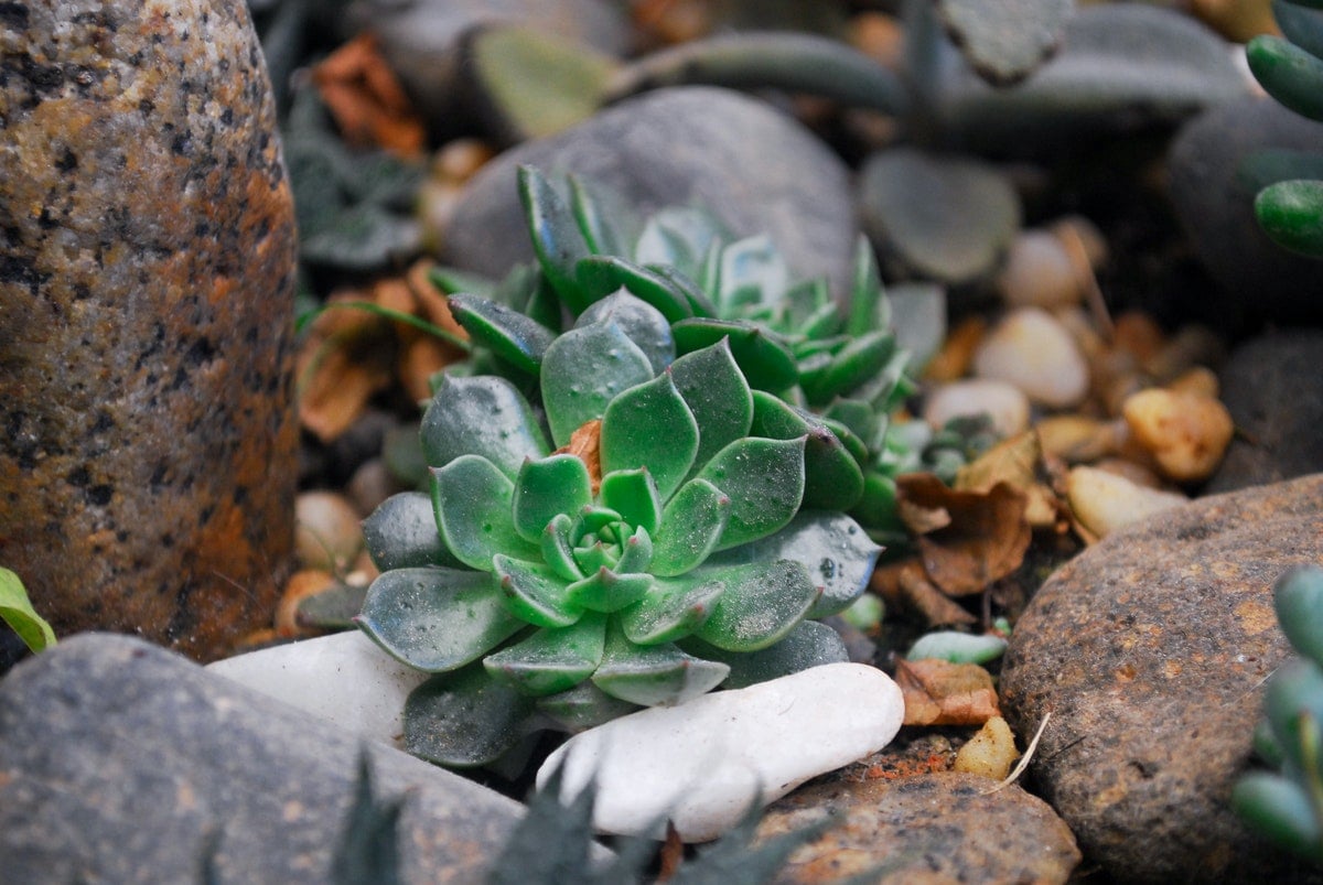 Rock Garden with Succulents