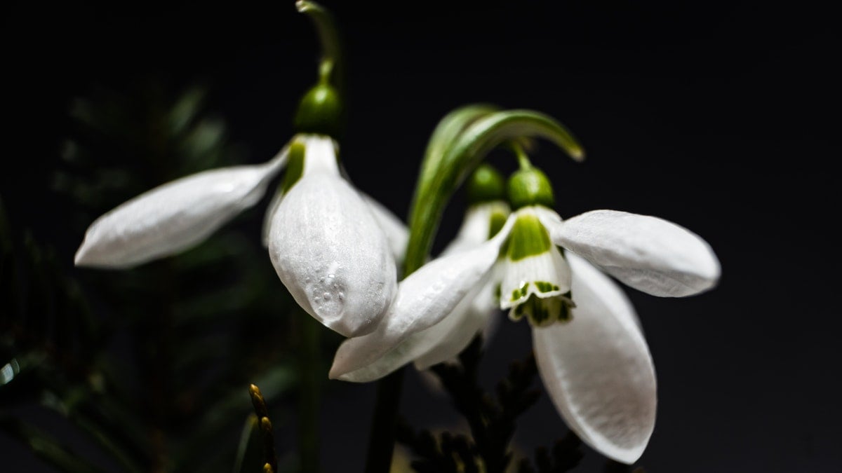 Snowdrops