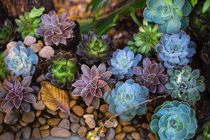 Succulents and Rocks