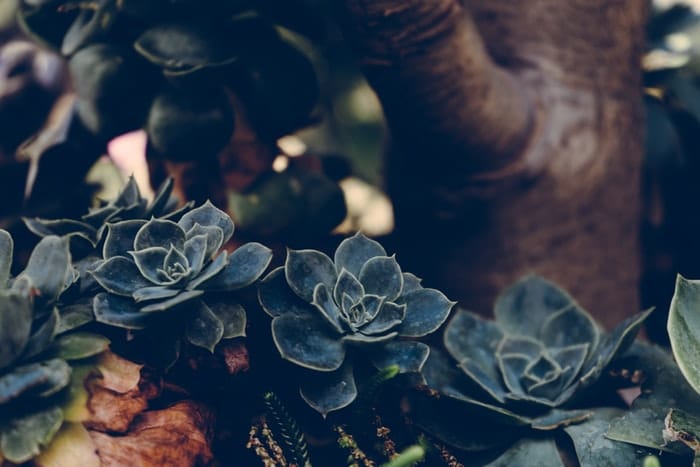 Succulents Near Tree