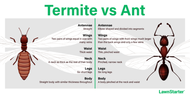 Termites vs Ants Infographic