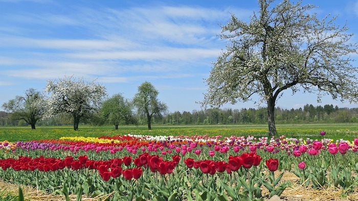 Tree With Flowerbeds
