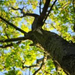 9 Ways to Landscape Around Trees