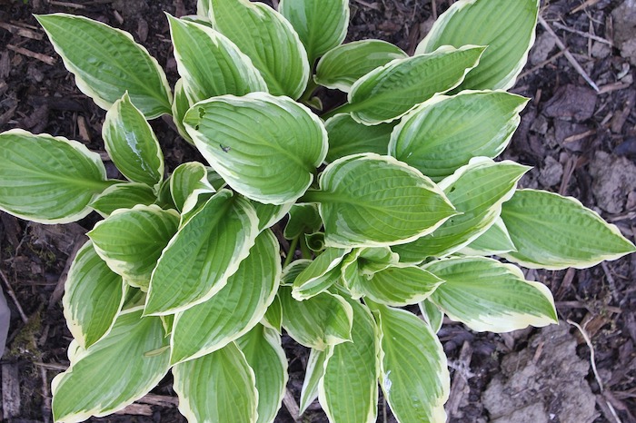 Variegated hosta