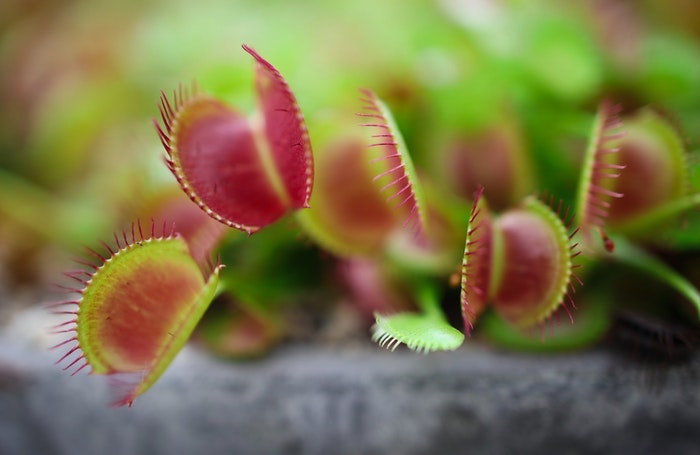 Venus flytrap