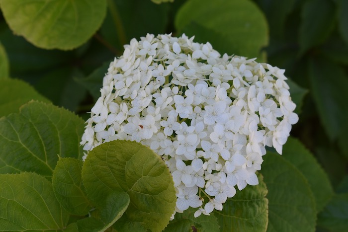 White hydrangea