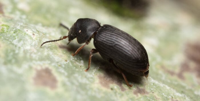 An anobild beetle, also known as a powderpost beetle