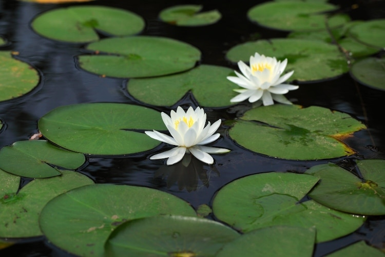 water lily pads and flowers
