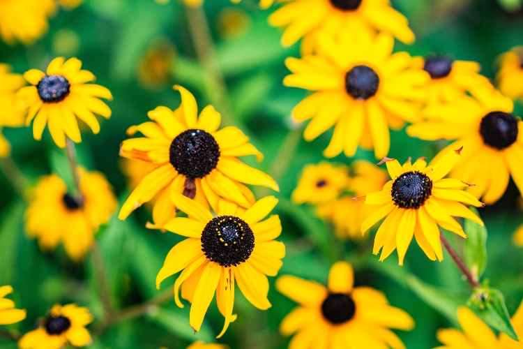 black-eyed susans