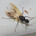 4 Bugs That Look Like Termites