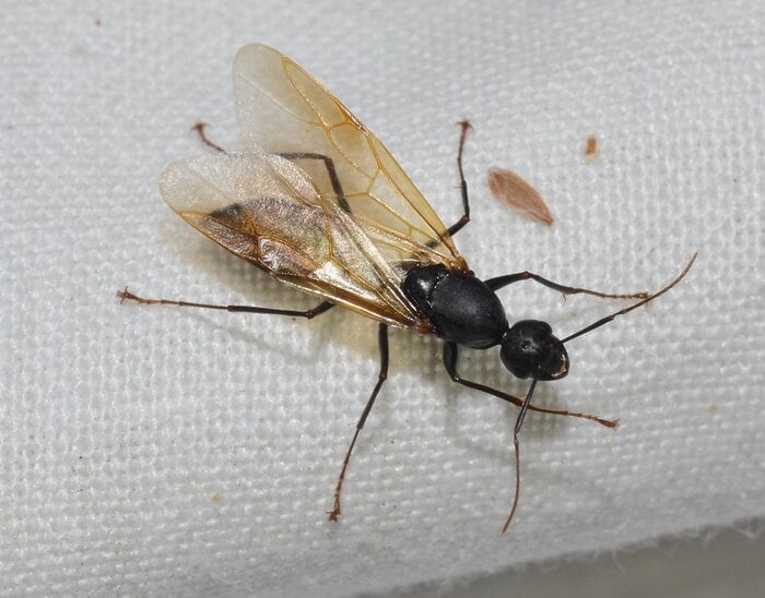 A male carpenter ant
