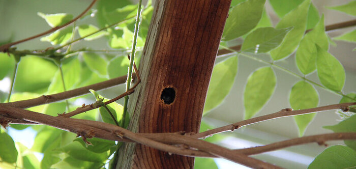 Carpenter bee hole in cedar looks almost like a birdhouse hole.