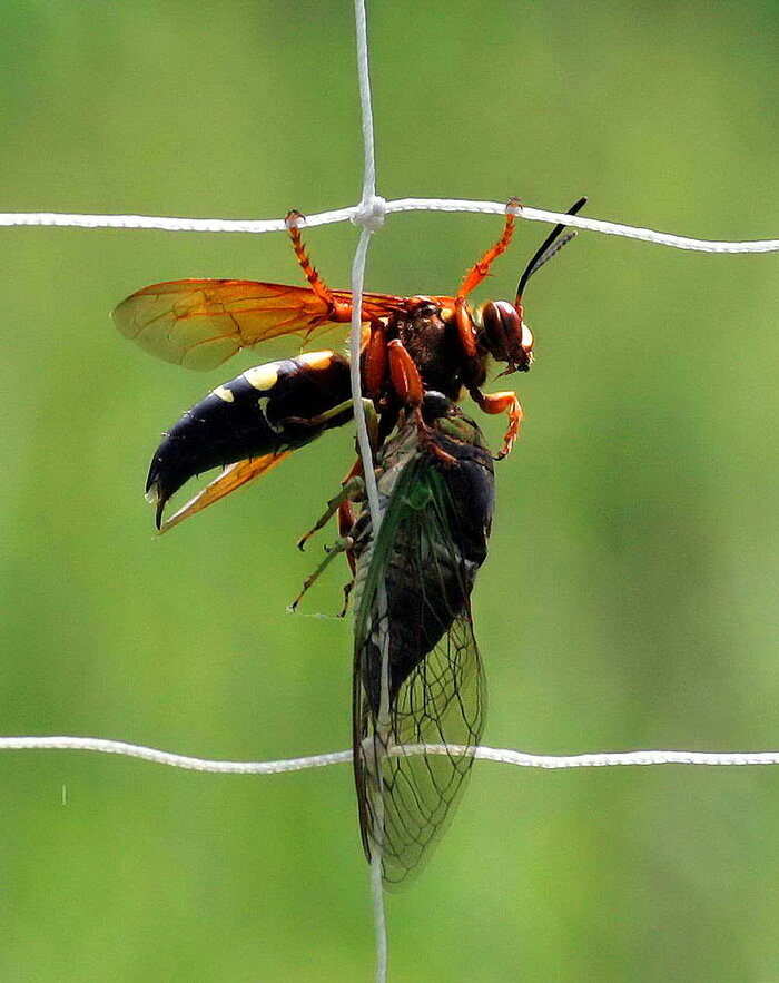 A killer wasp grips a cicada. Killer wasps are a natural predator of cicadas.