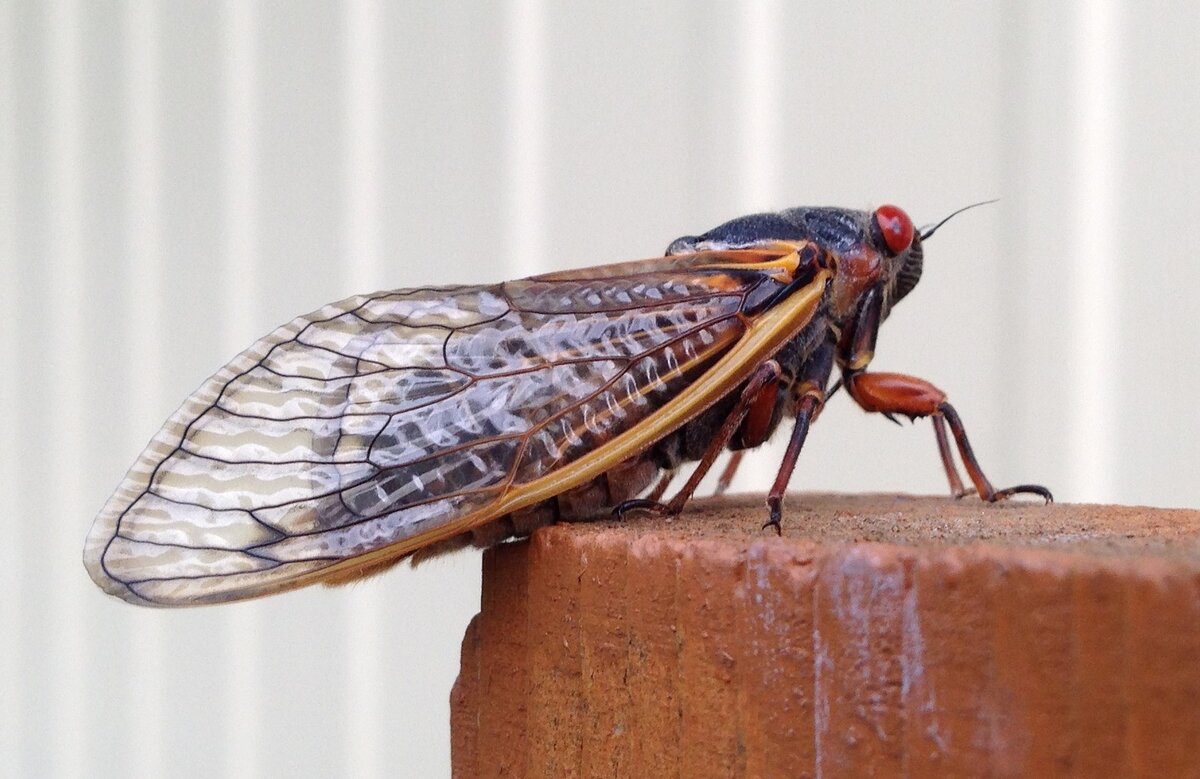 Cicadas have elaborate, veiny, translucent wings.