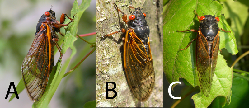 Photo illustration shows three cicadas: 17-year periodical cicadas A: Magicicada septendecim female B:Magicicada cassini female C: Magicicada septendecula male 