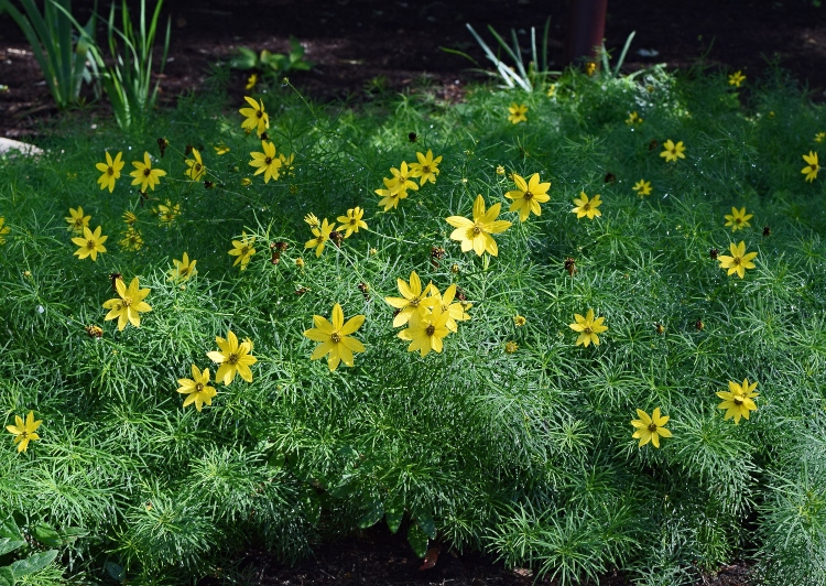 yellow coreopsis flowers
