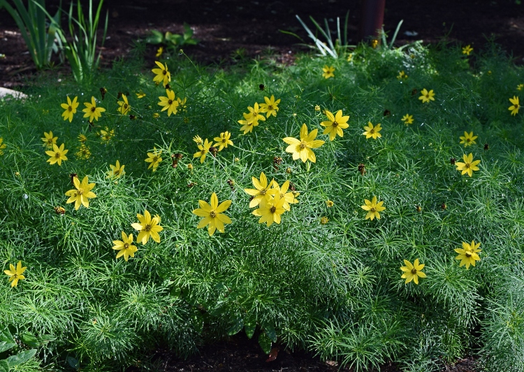 coreopsis flowers