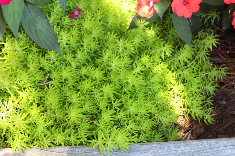 creeping sedum