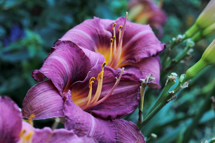 purple daylily