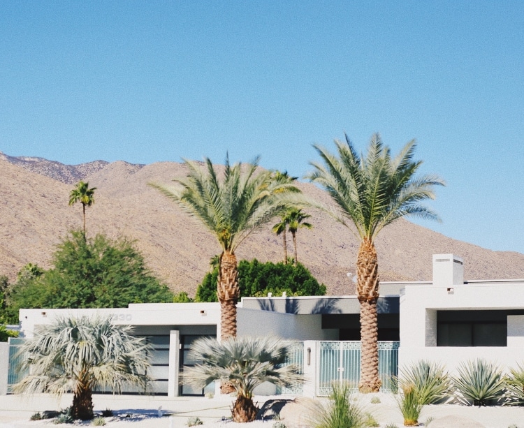 desert landscaping with palm trees