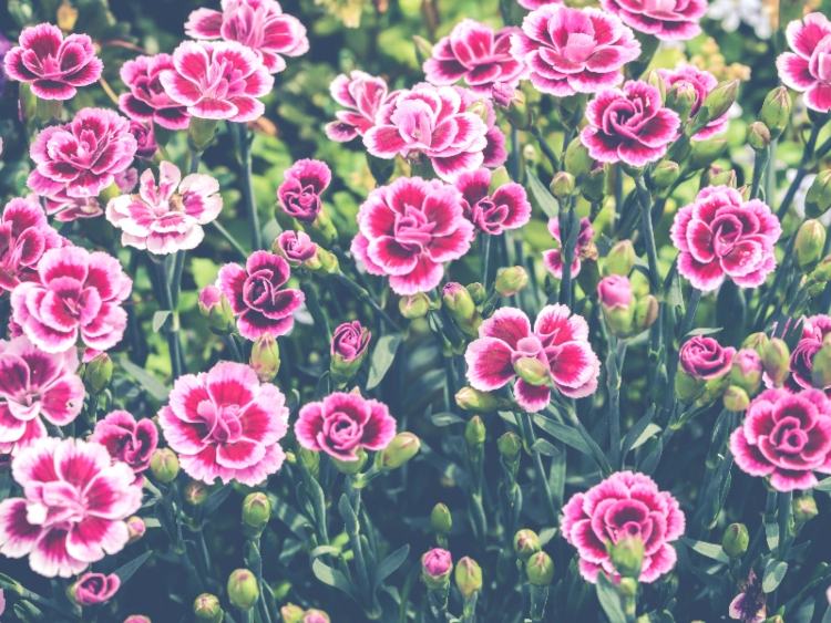 purple dianthus flowers in a field