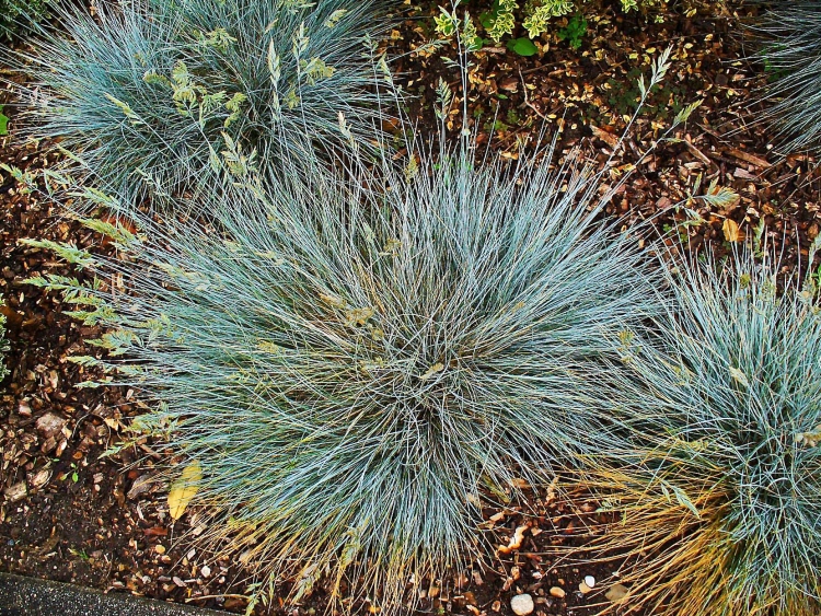 ornamental fescue