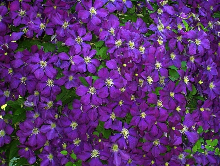 Purple clematis groundcover