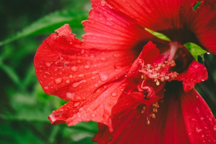 red hibiscus flowering plant to use in landscape design