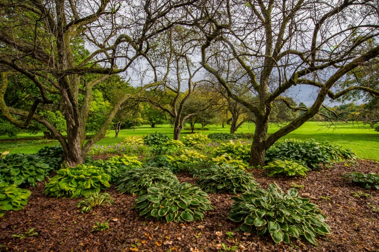 a group of hosta in a bed of mulch