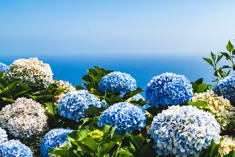 Blue and yellow hydrangeas