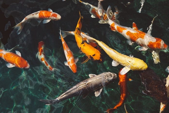 Koi Pond