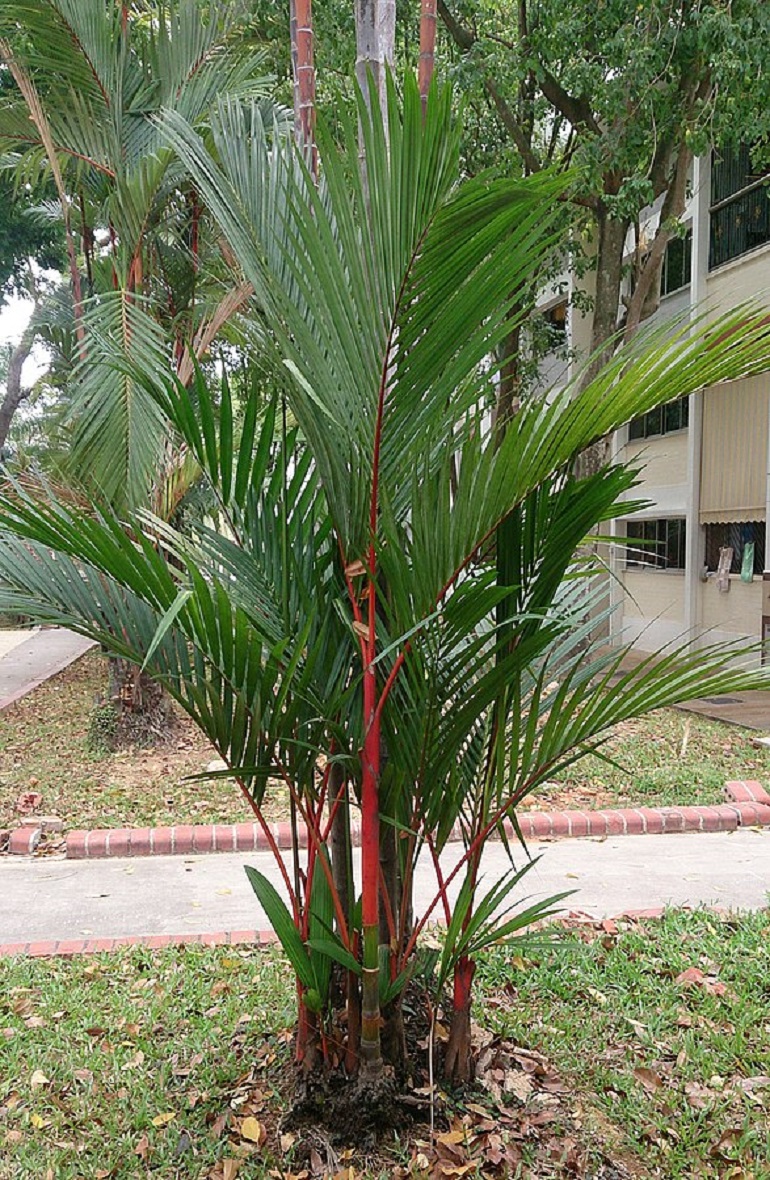 Close-up of a lipstick palm tree with a red trunk and green leaves