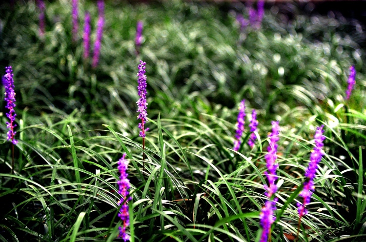 liriope with purple blooms