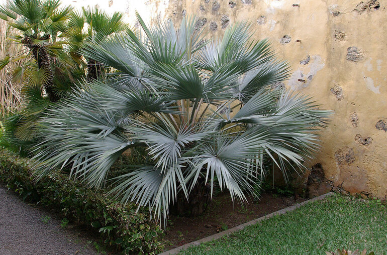 A Mexican blue fan palm in a shrub bed beside a yellow wall