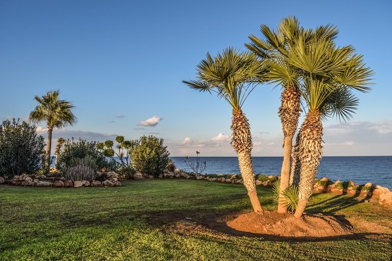 Three palm trees planted in a yard with water and other plants in the background