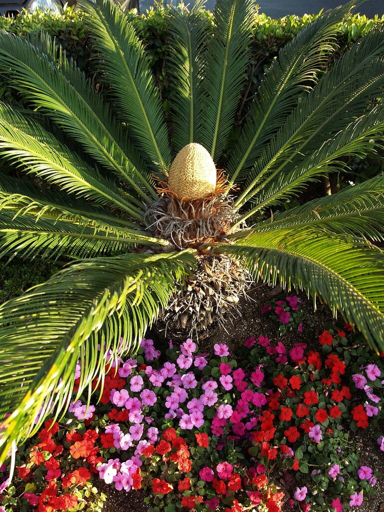 A small palm tree's leaves spread out over a bed of colorful flowers