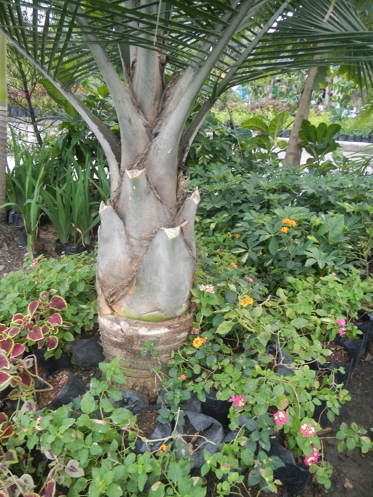 The trunk of a small palm tree surrounded by flowers, vines, and other plants