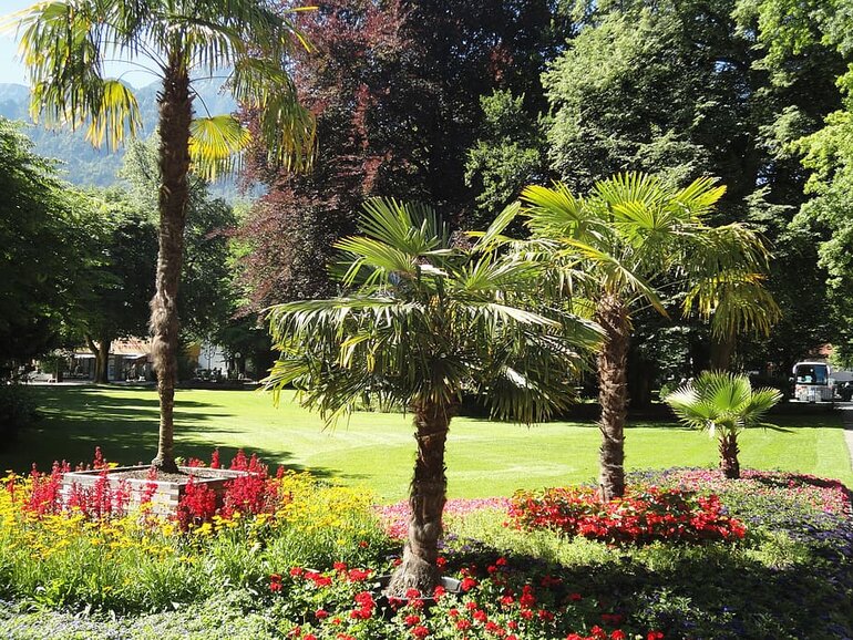 Four small palm trees planted in the middle of a flower bed