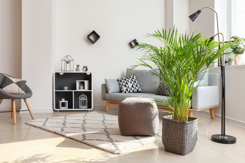 Potted areca palm in a bright modern living room, showing how small palms can grow well indoors.