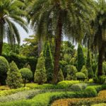 How to Landscape With Palm Trees in Jacksonville