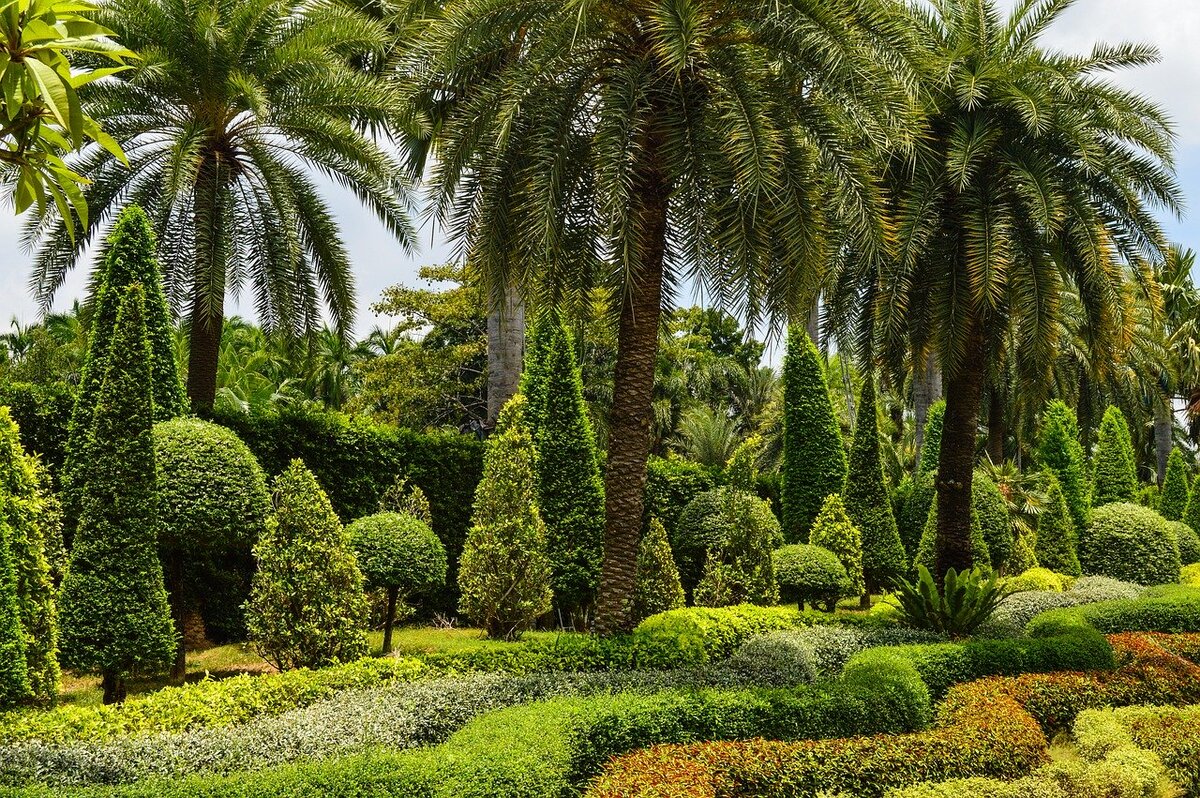 Tall palm trees surrounded by cone-shaped bushes and other shrubs